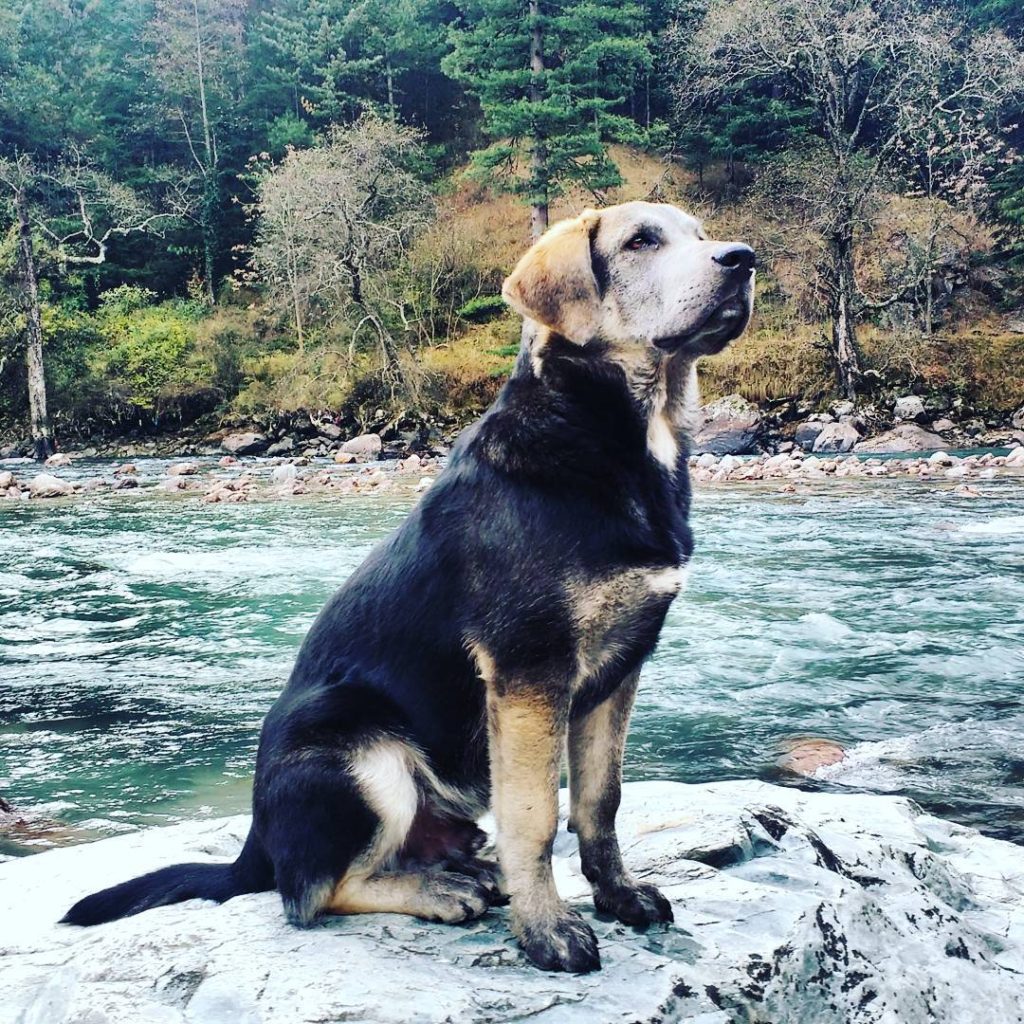 Mountain Dog & the River